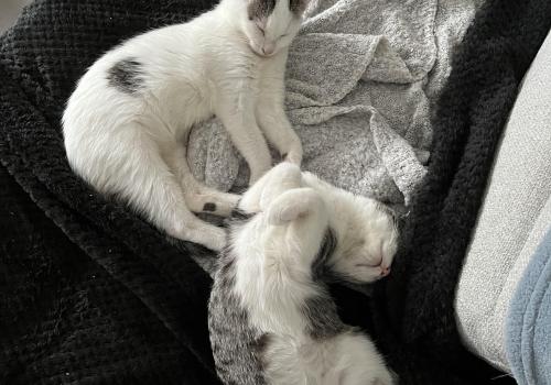 Photo animal de Nathalie T.
