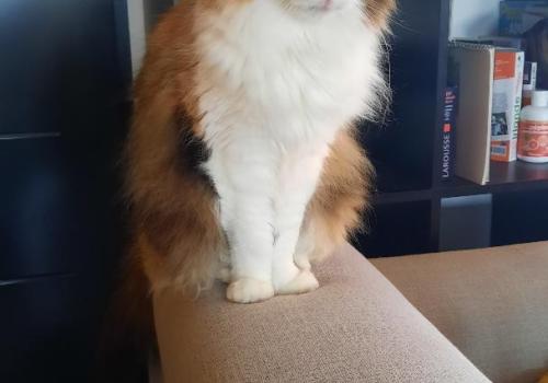 Photo animal de Emilie L.