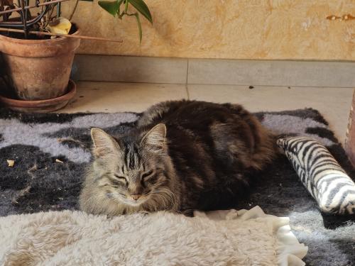 Photo animal de Caroline B.