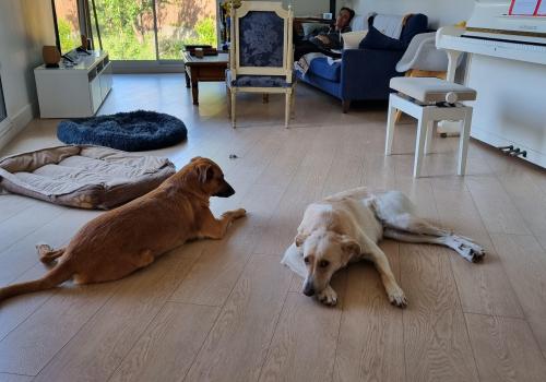 Photo animal de Sophie D.