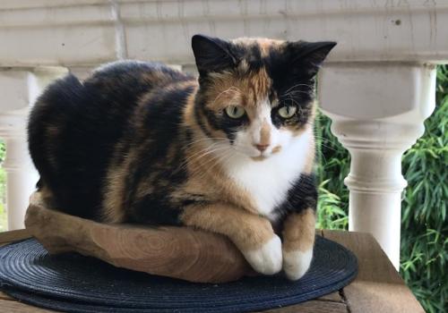 Photo animal de Beatrice D.