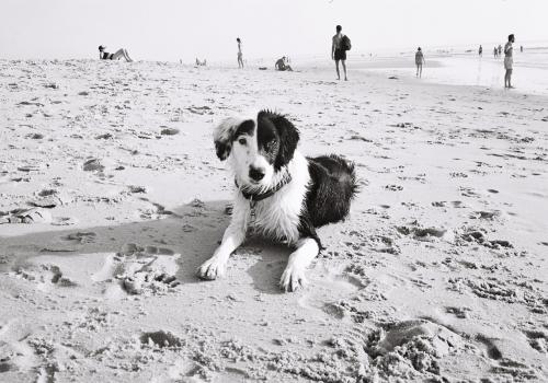 Photo animal de Stephanie B.