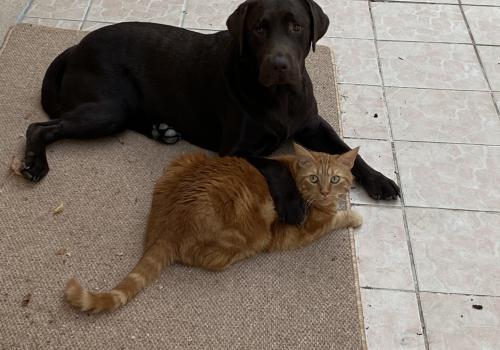 Photo animal de Patrick V.