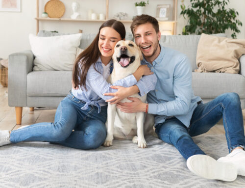 Homesitting : la tendance de gardiennage de maison