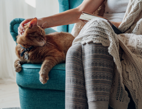 Homesitting : Quelles sont les conditions pour devenir un Homesitter RoyalSitter ?