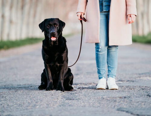 Petsitter ou Homesitter ? Comparaison et avantages