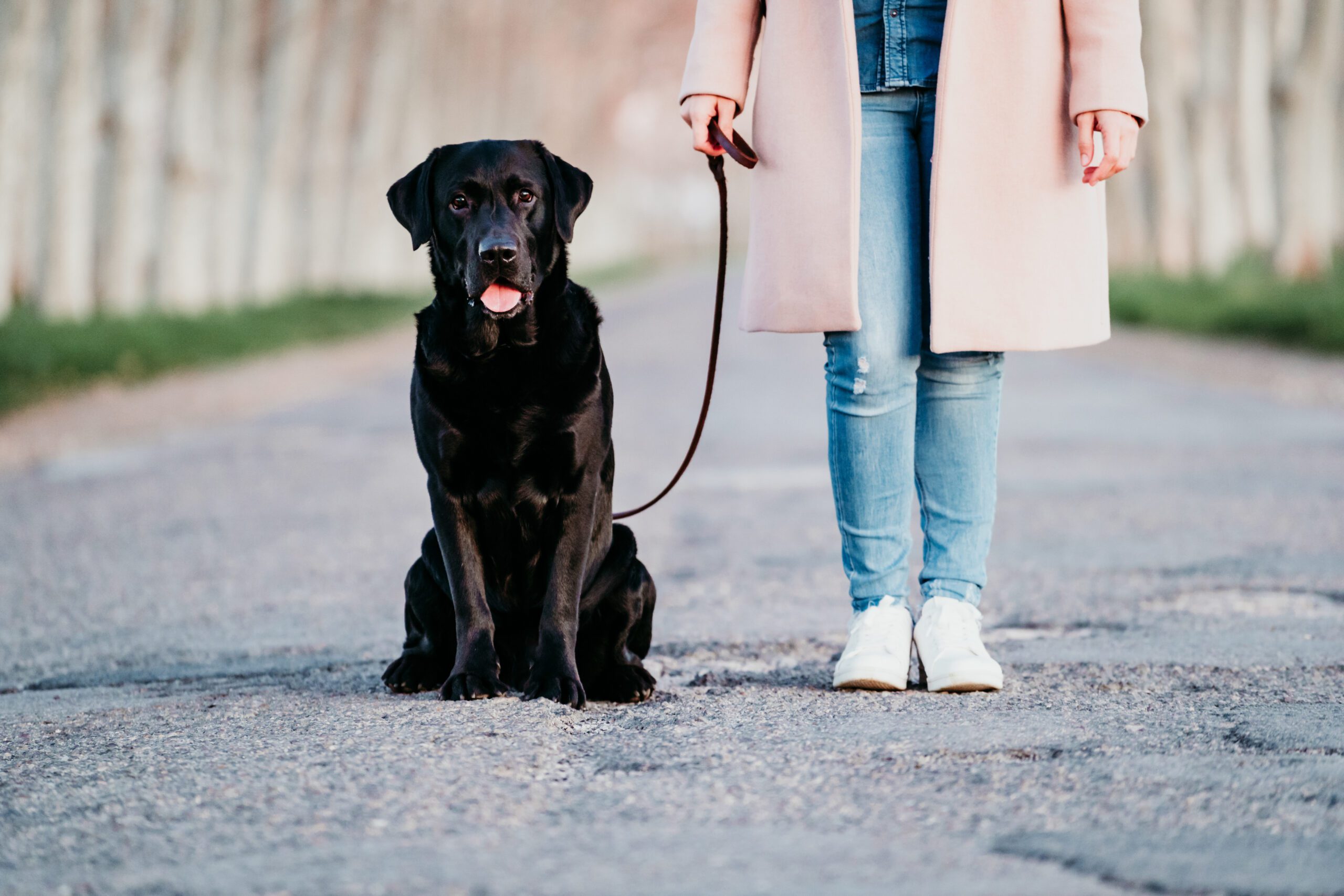 Petsitter promenade