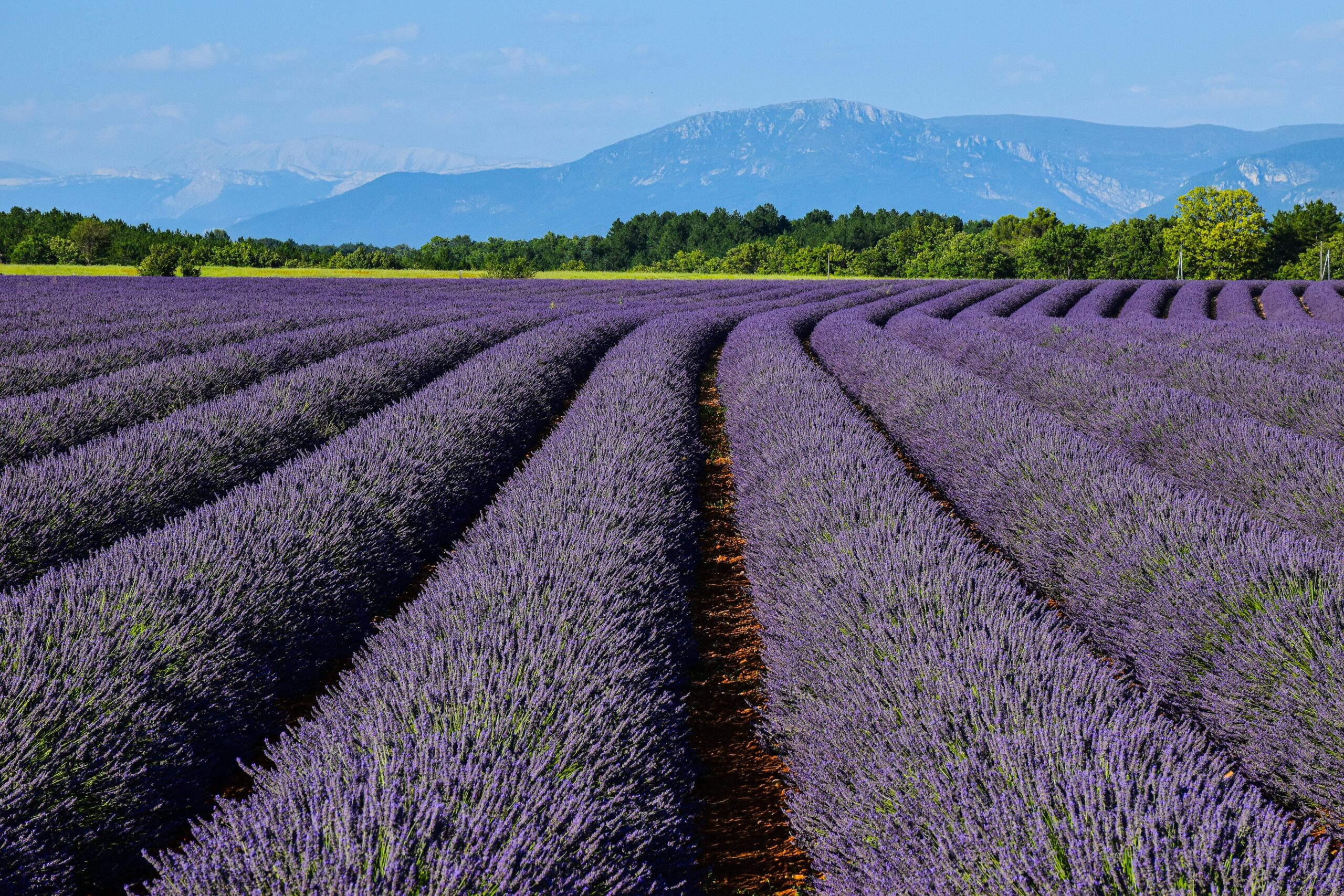 garde-animaux-provence