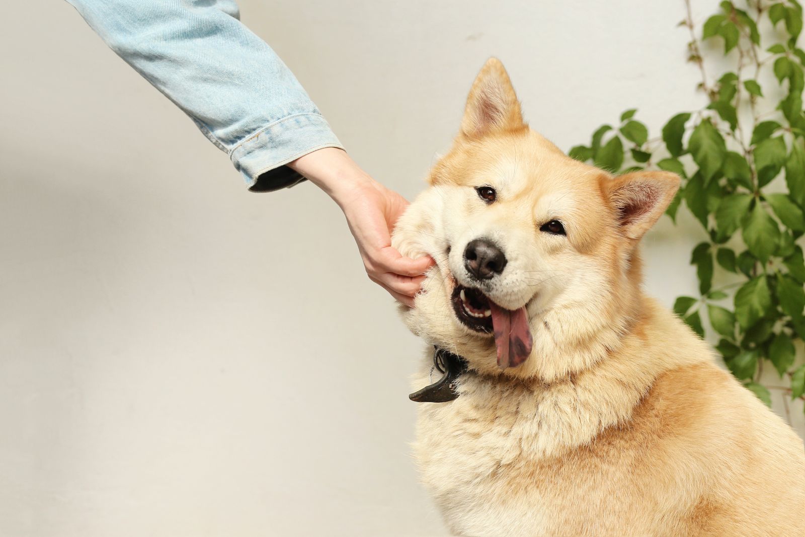 Caresse à un chien pour illustrer la confiance nécessaire pour devenir home sitter
