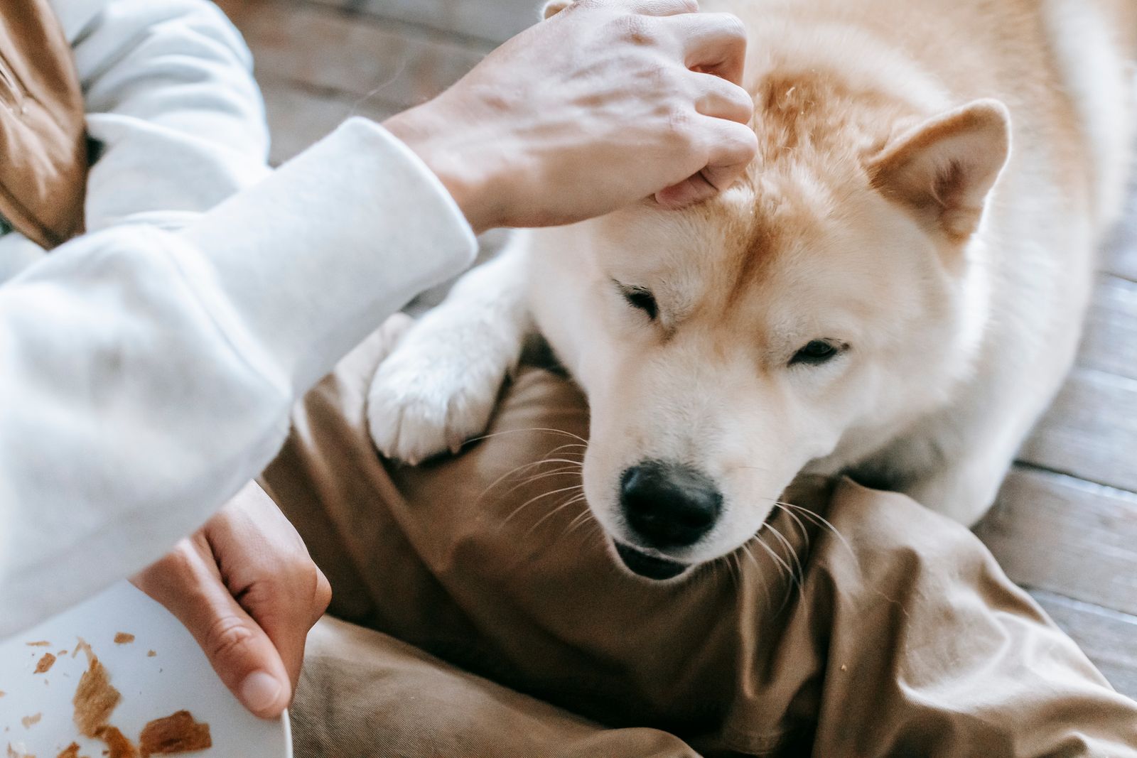 Soin donné à un chien à domicile pour illustrer le rôle responsable du home sitter