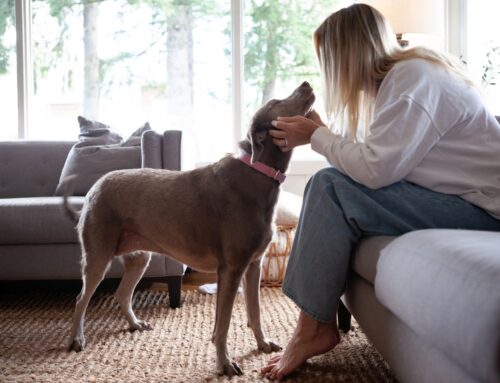 Faire garder sa maison et ses animaux : guide pratique