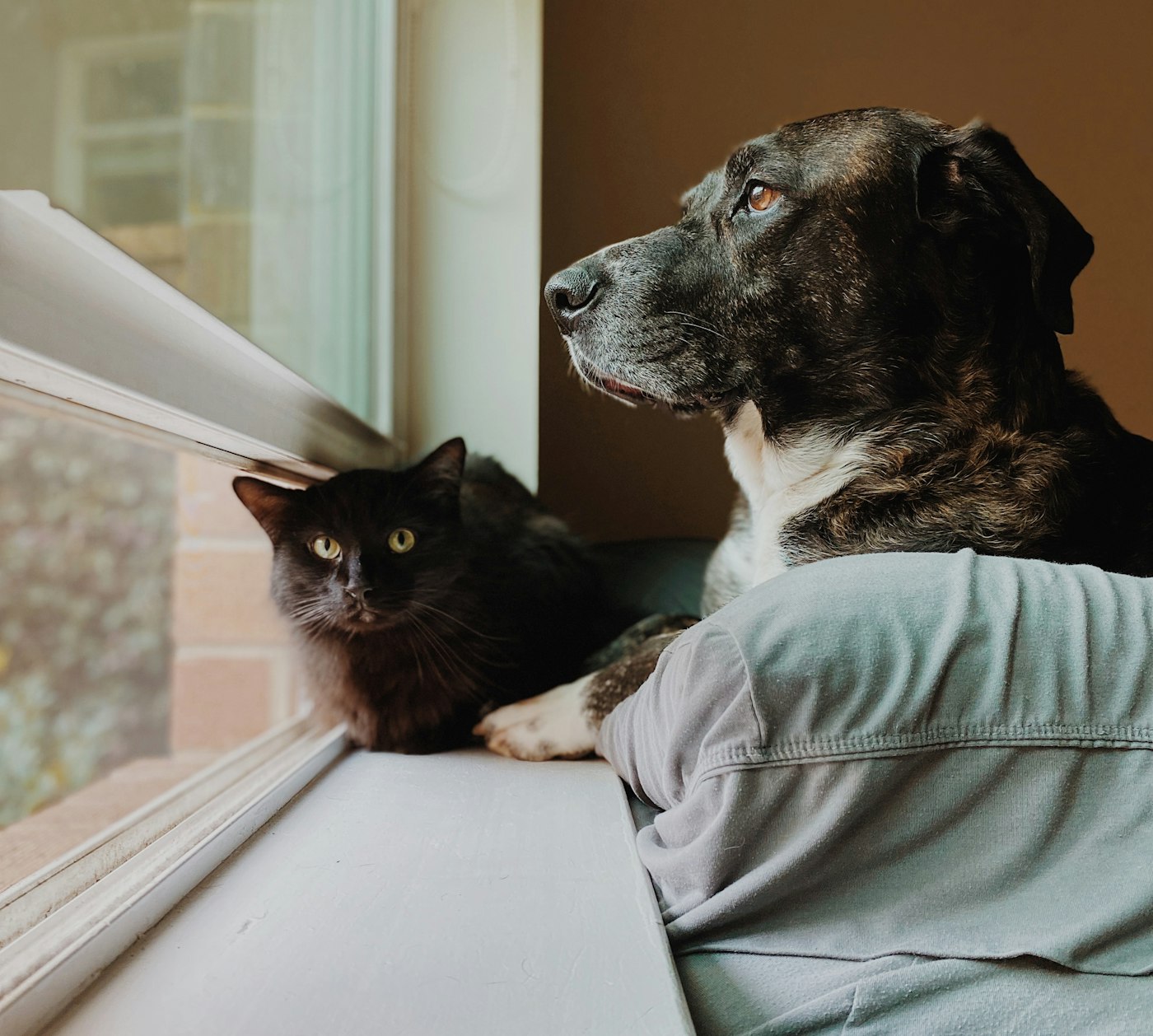 Un chien et un chat restent chez eux dans une maison gardée