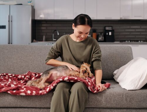 Garde d’animaux à domicile : guide pour partir sereinement