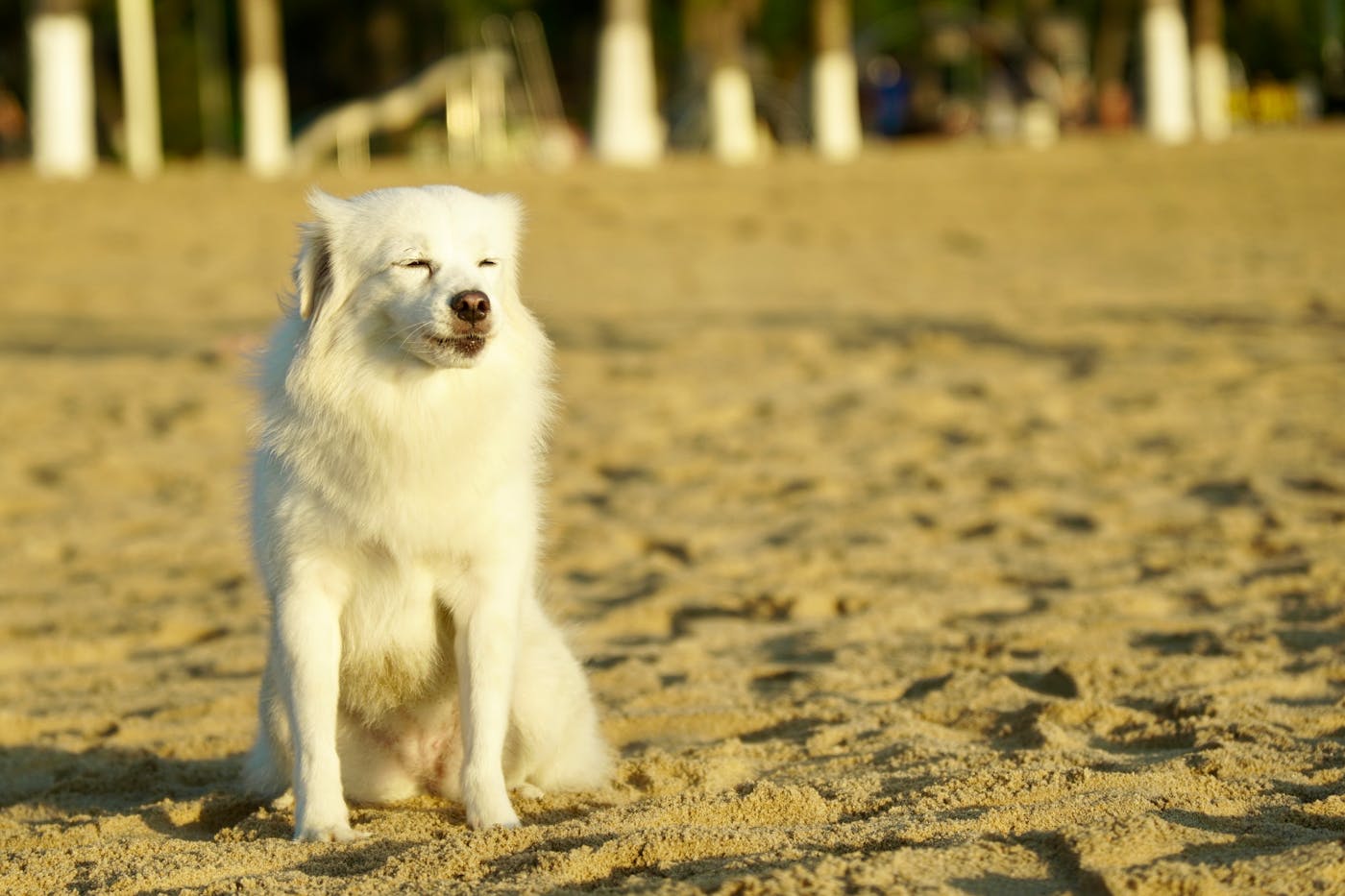 Chien sur une plage ensoleillée pour illustrer la garde d’animaux en PACA