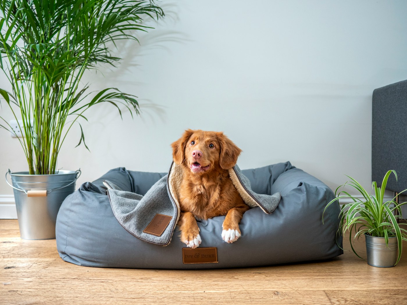 Chien calme dans son panier à domicile pendant une garde en homesitting