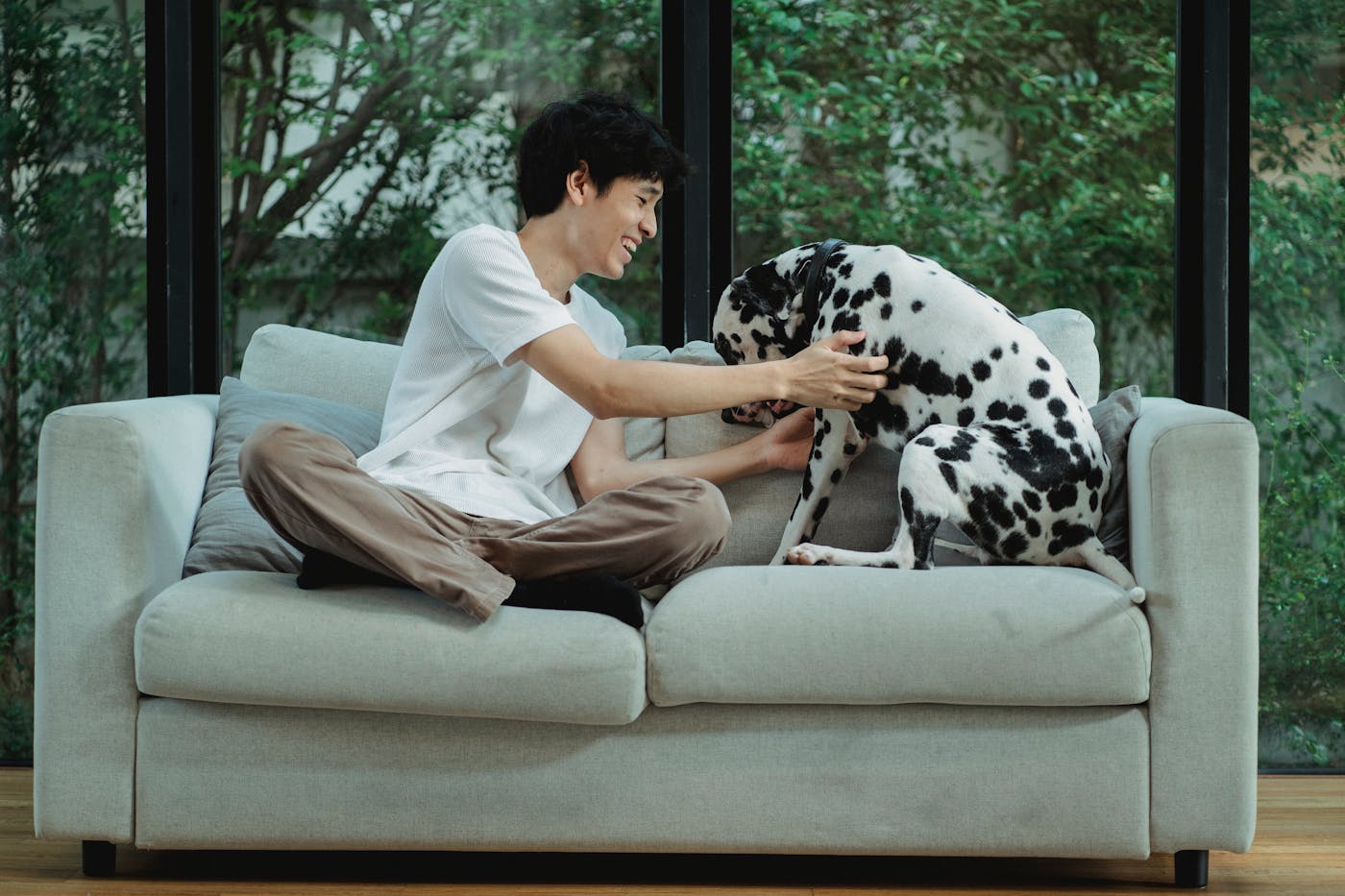 Chien installé sur un canapé à la maison pour illustrer le homesitting