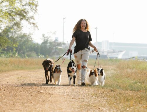 Petsitter ou homesitter : quelle solution choisir ?