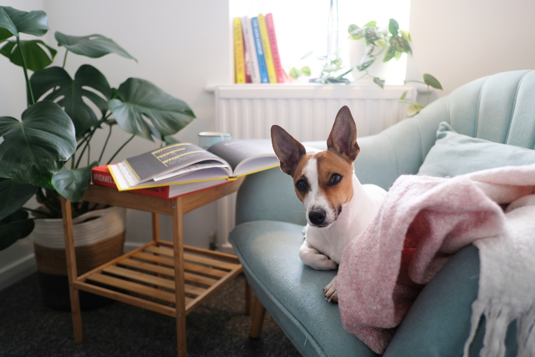 Chien détendu dans son salon